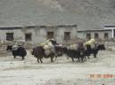 00000000000000-Tibet_27.JPG